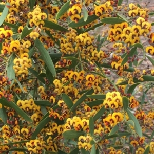 Daviesia mimosoides at Wamboin, NSW - 18 Oct 2020