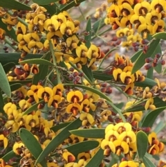 Daviesia mimosoides at Wamboin, NSW - 18 Oct 2020