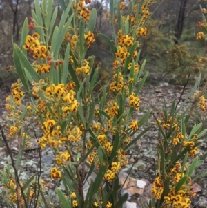 Daviesia mimosoides at Wamboin, NSW - 18 Oct 2020