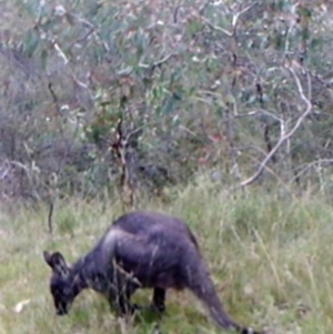 Osphranter robustus robustus at Kambah, ACT - 25 Apr 2022 04:42 PM