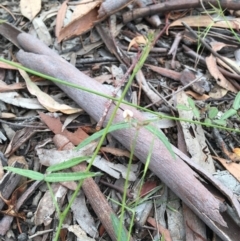 Desmodium varians (Slender Tick-Trefoil) at Wamboin, NSW - 2 Dec 2020 by Devesons