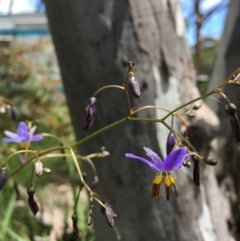 Dianella revoluta at Wamboin, NSW - 14 Nov 2020 01:03 PM