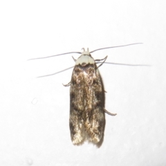 Endrosis sarcitrella (White-shouldered House Moth) at Flynn, ACT - 25 Oct 2022 by Christine