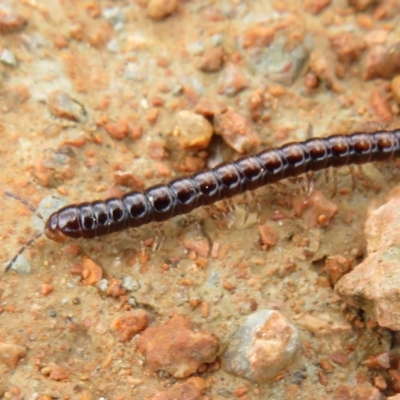 Paradoxosomatidae sp. (family) (Millipede) at Jerrabomberra Wetlands - 26 Oct 2022 by Christine