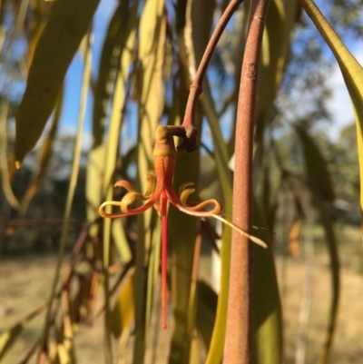 Amyema pendula subsp. pendula (Drooping Mistletoe) at Wamboin, NSW - 14 Sep 2021 by Devesons