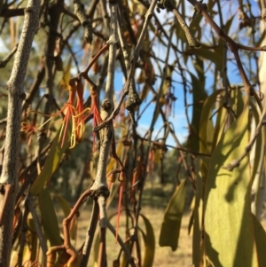 Amyema pendula subsp. pendula at Wamboin, NSW - 14 Sep 2021
