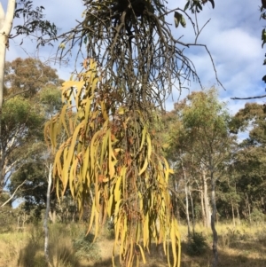 Amyema pendula subsp. pendula at Wamboin, NSW - 14 Sep 2021