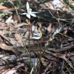 Caladenia fuscata (Dusky Fingers) at Wamboin, NSW - 15 Oct 2020 by Devesons