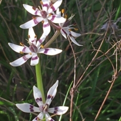 Wurmbea dioica subsp. dioica (Early Nancy) at Wamboin, NSW - 19 Oct 2020 by Devesons