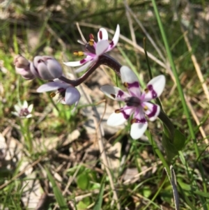 Wurmbea dioica subsp. dioica at Wamboin, NSW - 19 Oct 2020