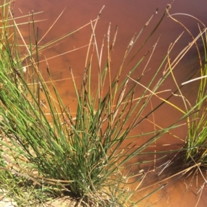 Eleocharis acuta at Wamboin, NSW - 18 Jan 2021