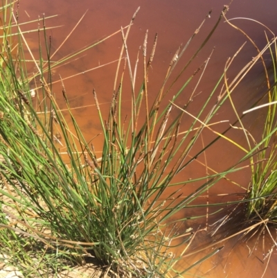 Eleocharis acuta (Common Spike-rush) at Wamboin, NSW - 18 Jan 2021 by Devesons