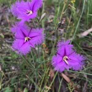 Thysanotus tuberosus at Wamboin, NSW - 13 Nov 2020 10:17 AM