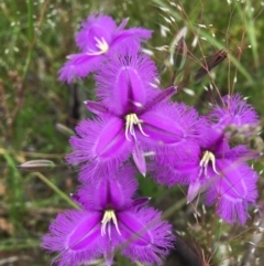 Thysanotus tuberosus at Wamboin, NSW - 13 Nov 2020