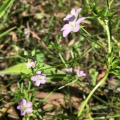 Geranium sp. (Geranium) at Wamboin, NSW - 11 Nov 2020 by Devesons