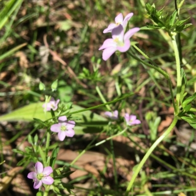 Geranium (genus) (Geranium) at Wamboin, NSW - 11 Nov 2020 by Devesons
