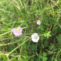 Geranium sp. at Wamboin, NSW - 11 Nov 2020 11:11 AM