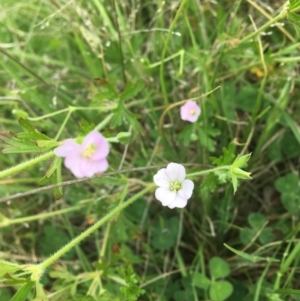 Geranium sp. at Wamboin, NSW - 11 Nov 2020 11:11 AM