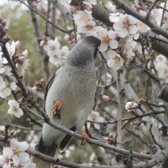 Manorina melanocephala at Conder, ACT - 29 Aug 2022