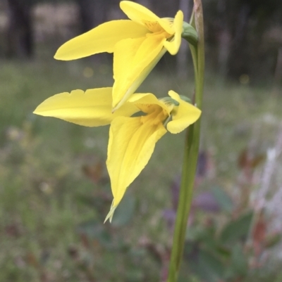 Diuris amabilis (Large Golden Moth) at Wamboin, NSW - 9 Oct 2021 by Devesons