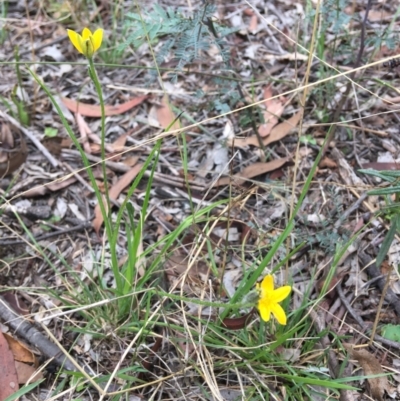 Hypoxis hygrometrica (Golden Weather-grass) at Wamboin, NSW - 9 Feb 2021 by Devesons