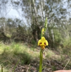 Diuris sulphurea (Tiger Orchid) at Cotter River, ACT - 27 Oct 2022 by tjwells