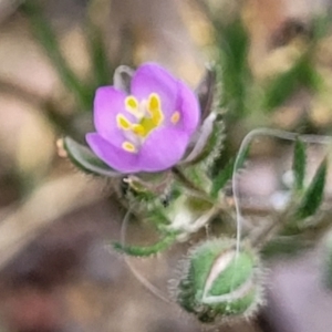 Spergularia rubra at Bruce, ACT - 27 Oct 2022