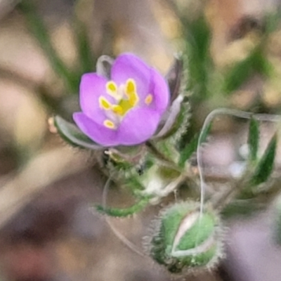 Spergularia rubra (Sandspurrey) at Bruce Ridge to Gossan Hill - 27 Oct 2022 by trevorpreston