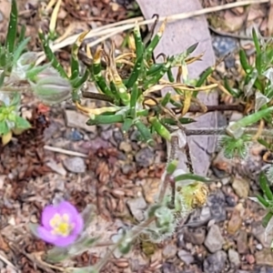 Spergularia rubra at Bruce, ACT - 27 Oct 2022 01:08 PM