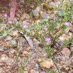 Spergularia rubra at Bruce, ACT - 27 Oct 2022 01:08 PM