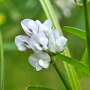 Vicia disperma at Bruce, ACT - 27 Oct 2022 01:06 PM