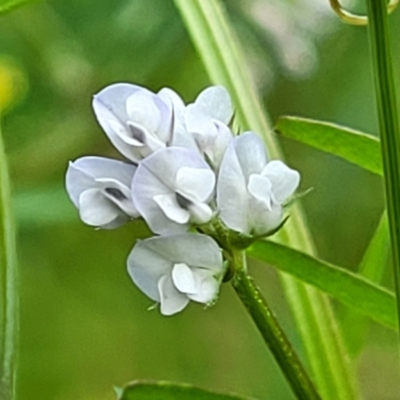 Vicia disperma (Two Seeded Vetch) at Flea Bog Flat, Bruce - 27 Oct 2022 by trevorpreston