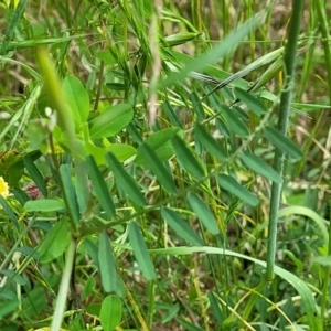 Vicia disperma at Bruce, ACT - 27 Oct 2022 01:06 PM