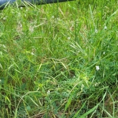 Vicia disperma at Bruce, ACT - 27 Oct 2022 01:06 PM