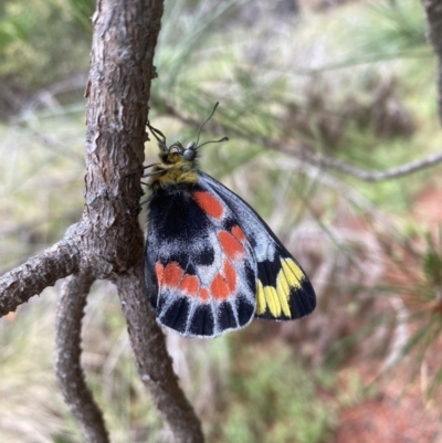 Delias harpalyce (Imperial Jezebel) at Coree, ACT - 26 Oct 2022 by tjwells