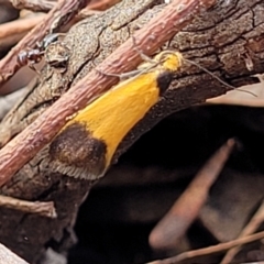 Merocroca automima (Chezala group) at Flea Bog Flat, Bruce - 27 Oct 2022 by trevorpreston