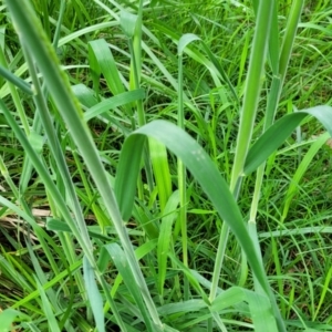 Holcus lanatus at Bruce, ACT - 27 Oct 2022 01:03 PM