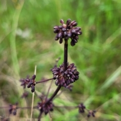 Lomandra multiflora (Many-flowered Matrush) at GG291 - 27 Oct 2022 by trevorpreston