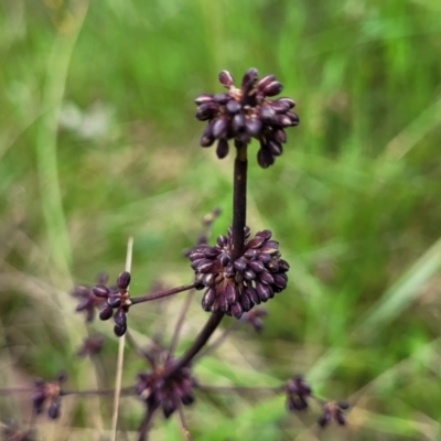 Lomandra multiflora (Many-flowered Matrush) at Bruce, ACT - 27 Oct 2022 by trevorpreston