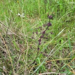 Lomandra multiflora at Bruce, ACT - 27 Oct 2022