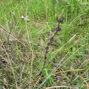 Lomandra multiflora at Bruce, ACT - 27 Oct 2022