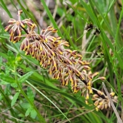 Lomandra multiflora (Many-flowered Matrush) at Bruce Ridge to Gossan Hill - 27 Oct 2022 by trevorpreston