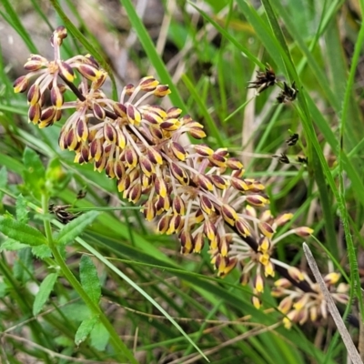 Lomandra multiflora (Many-flowered Matrush) at Bruce, ACT - 27 Oct 2022 by trevorpreston