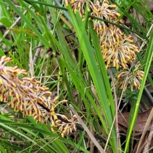 Lomandra multiflora at Bruce, ACT - 27 Oct 2022