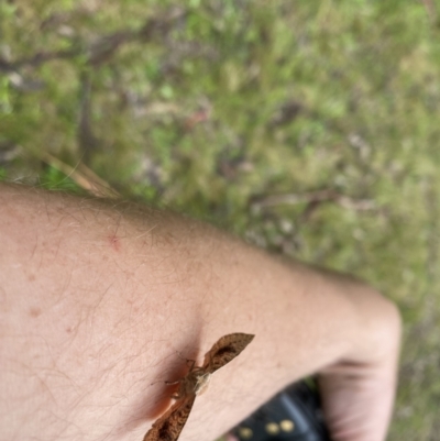 Aglaopus pyrrhata (Leaf Moth) at Lower Cotter Catchment - 26 Oct 2022 by tjwells