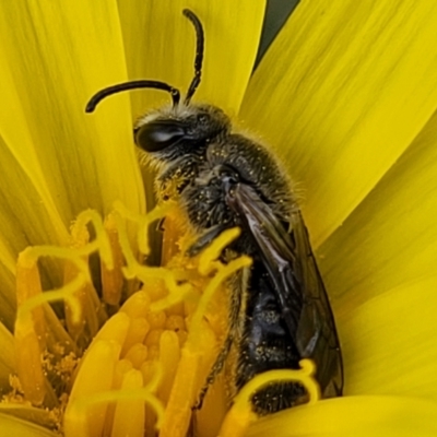 Lasioglossum (Chilalictus) lanarium (Halictid bee) at Bruce, ACT - 27 Oct 2022 by trevorpreston