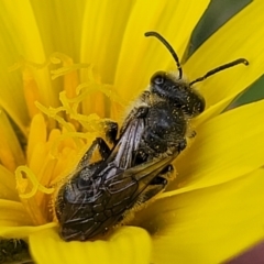 Lasioglossum (Chilalictus) lanarium at Bruce, ACT - 27 Oct 2022 12:59 PM