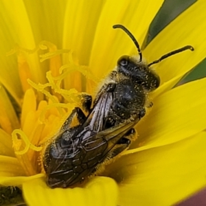 Lasioglossum (Chilalictus) lanarium at Bruce, ACT - 27 Oct 2022 12:59 PM