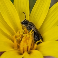 Lasioglossum (Chilalictus) lanarium at Bruce, ACT - 27 Oct 2022 12:59 PM