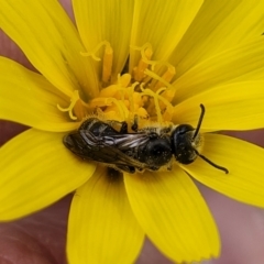 Lasioglossum (Chilalictus) lanarium at Bruce, ACT - 27 Oct 2022 12:59 PM